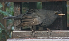 B-Amsel-Futterhaus-72.jpg